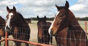Equine assisted psychotherapy can help those who suffer from mental illness and addiction.