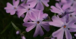 Following the Four Agreements can lead to more personal freedom and a more peaceful existence, such as that led by these purple flowers.