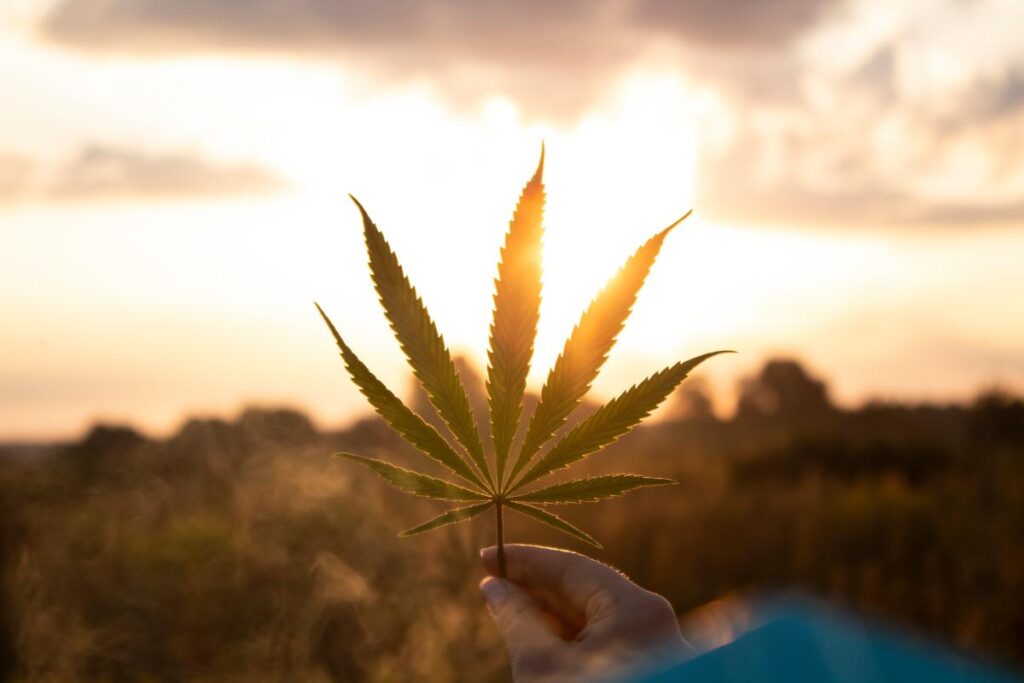 someone holds a large pot leaf up to the sunset