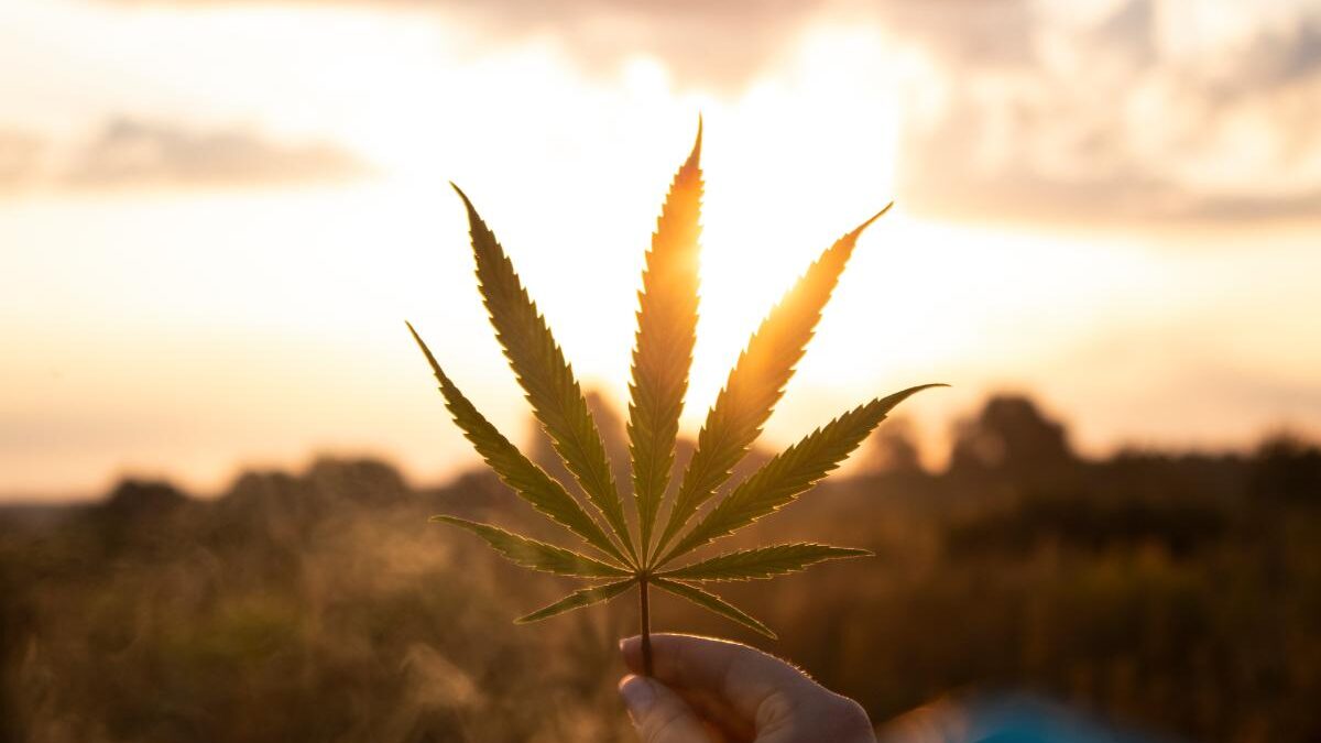 Is Weed a Drug? | Marijuana Addiction Treatment Center FL