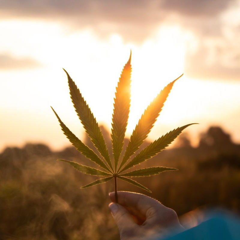 Is-Weed-a-Drug_-1-800x800.jpeg