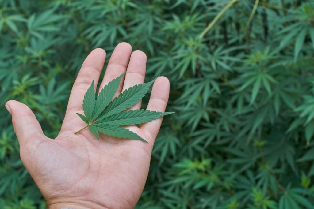 hand holding leaf considering is marijuana a gateway drug